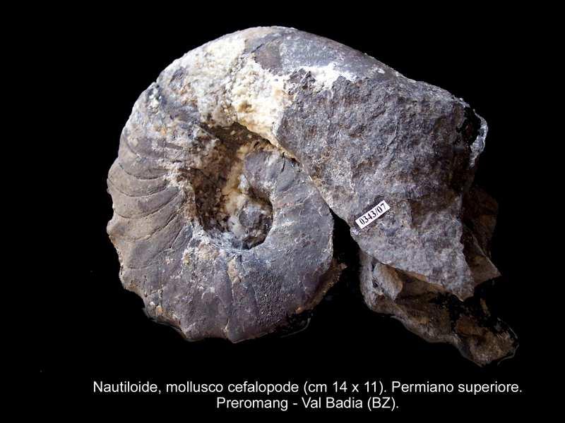 fronde (Neuropteris, Pecopteris), sono ben fossilizzate negli scisti