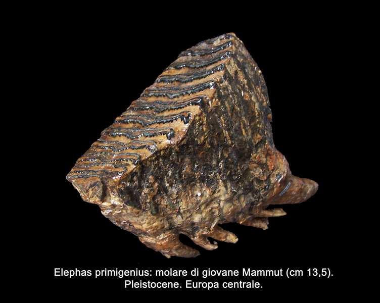 L'ambiente era di scogliera e dai sedimenti sono derivati calcari fini contenenti