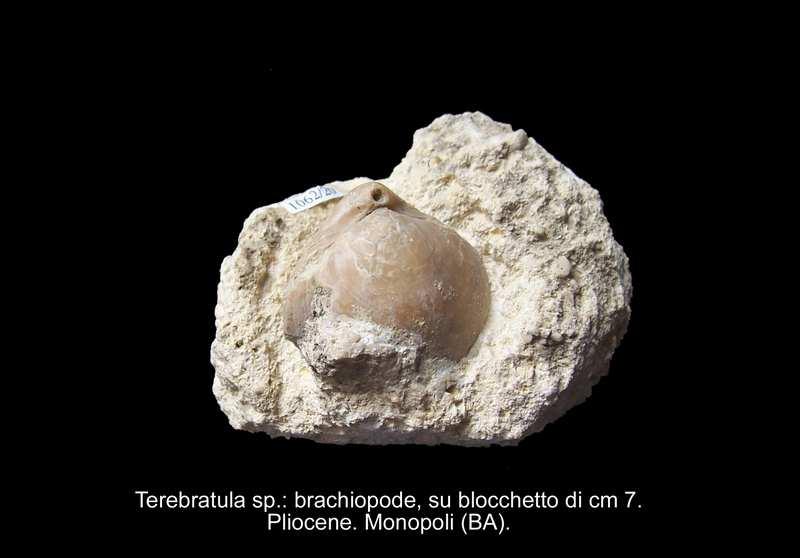 Le vetrine n 18 (Eocene), n 19 (Eocene e Oligocene) e n 20 (Miocene e Pliocene) contengono i relativi reperti