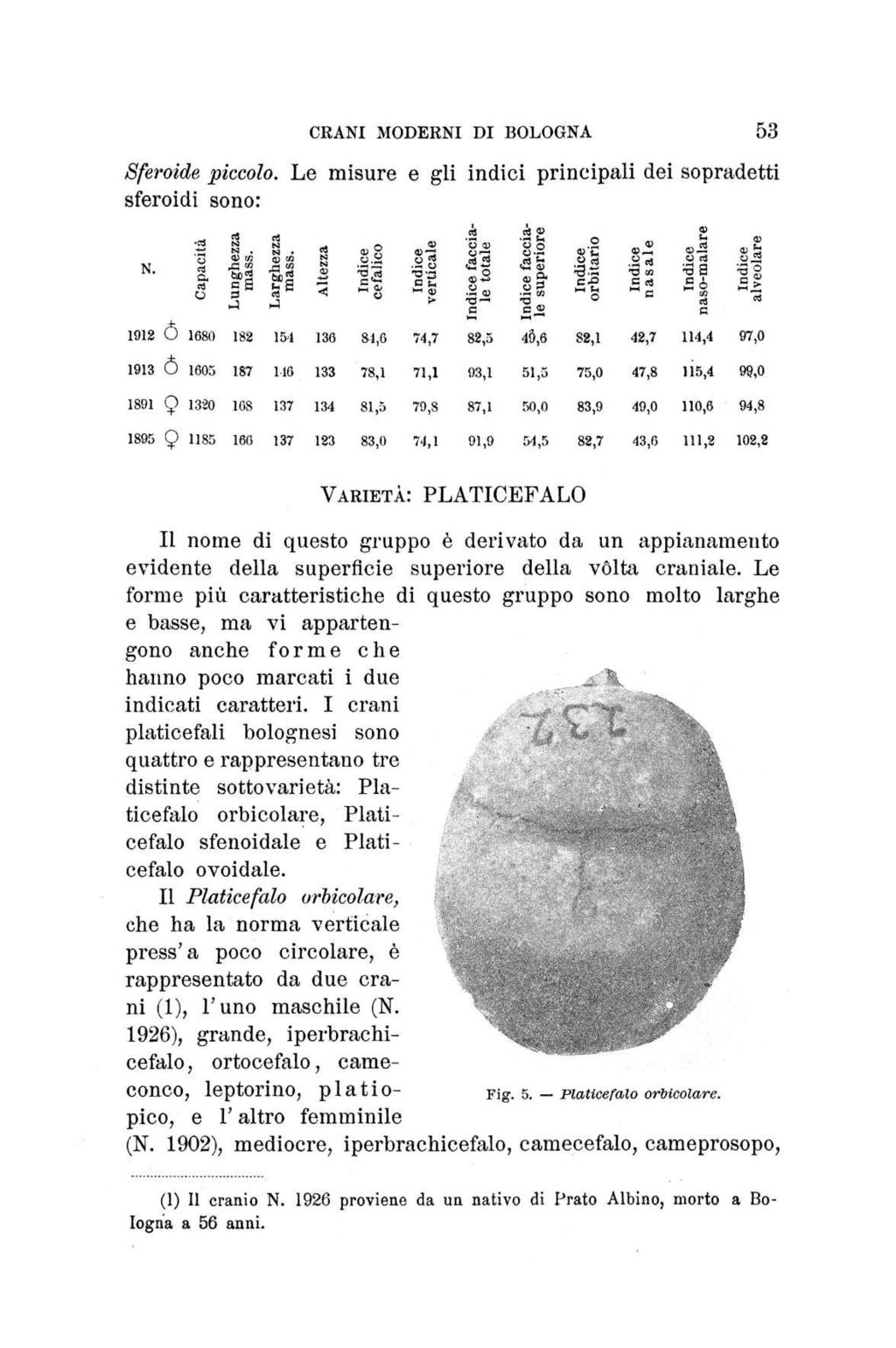 CRANI MODERNI DI BOLOGNA 53 Sferoide piccolo. Le misure e gli indici principali dei sopradetti sferoidi sono: Capacità Lunghezz; mass. Larghezza mass.