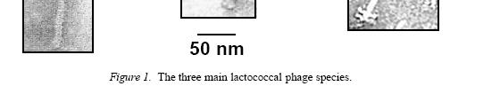 classificati in 12 specie geneticamente distinte (Jarvis et al., 1991).