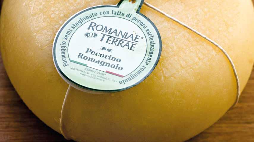 Pecorino