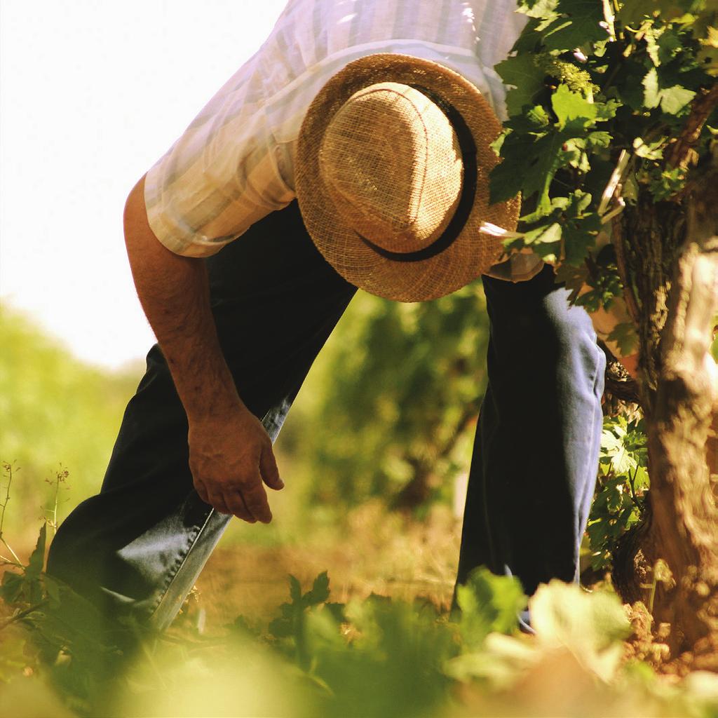 La filosofia Il frutto integro e profumato è l unica possibile base di partenza per un vino dalla qualità impeccabile.