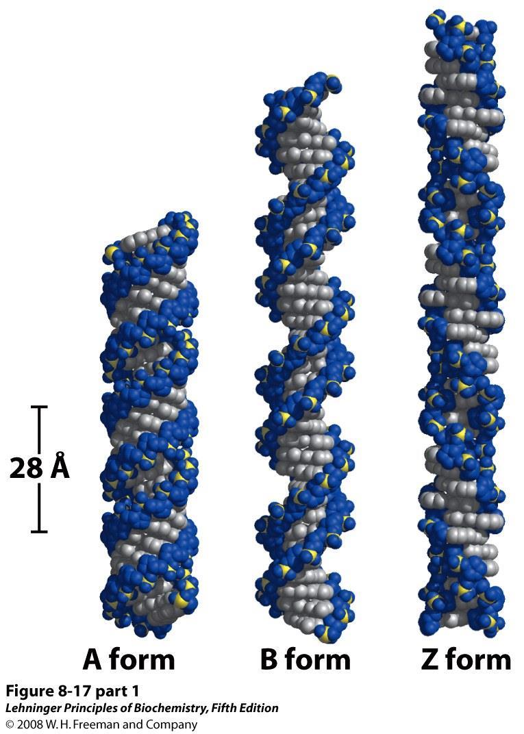 Il DNA può avere diverse conformazioni.