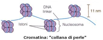 Il DA è contenuto in un UCLE delimitato da una membrana nucleare. el nucleo il DA (che è un acido) è avvolto intorno a proteine basiche (ISTI) alle quali è legato da forze elettrostatiche.
