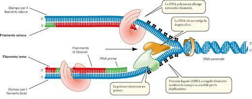 la DA polimerasi allunga i filamenti la DA elicasi svolge la doppia elica la DA primasi sintetizza l innesco le proteine ssb rendono lo stampo accessibile per la duplicazione 1.