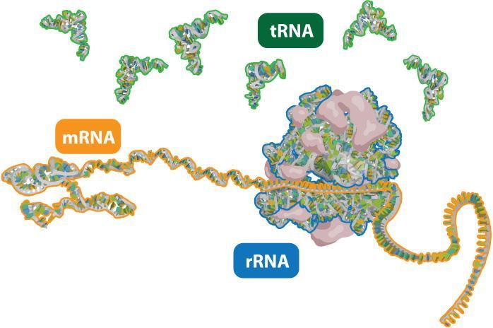 mra trasporta informazioni da DA ai ribosomi ed è complementare ad un gene del DA rra è un componente strutturale e