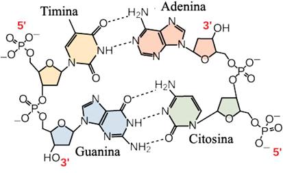 Le basi azotate possono formare, tra loro, legami idrogeno specifici che permettono il riconoscimento e l appaiamento fra guanina e citosina e