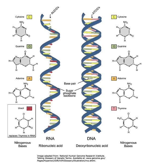 La struttura secondaria RNA singola catena