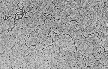 Struttura terziaria del DNA Immagini al microscopio elettronico