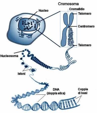 Il genoma eucariotico Le cellule eucariotiche presentano nel
