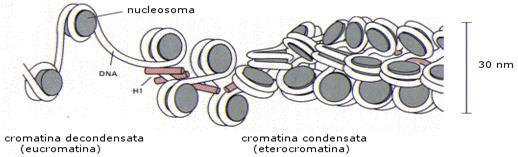 elettronico di cromatina decondensata che mostra