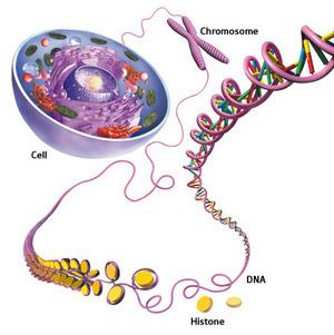 Il meccanismo della replicazione del DNA nucleare eucariotico Inizialmente