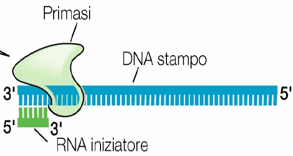 Il meccanismo della replicazione del DNA nucleare eucariotico RNA primer Complesso polimerasi alfa/primasi Filamento ritardato Filamento leader Complesso polimerasi alfa/primasi RNA primer Complesso