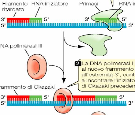 Il meccanismo della replicazione del DNA nucleare eucariotico DNA polimerasi ε Filamento ritardato Filamento ritardato RNA primer Complesso polimerasi alfa/primasi Filamento leader DNA
