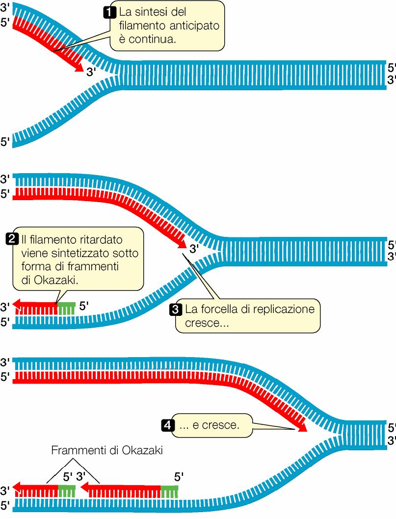 Il meccanismo della replicazione del DNA nucleare eucariotico La sintesi del filamento leader è continua Il filamento ritardato