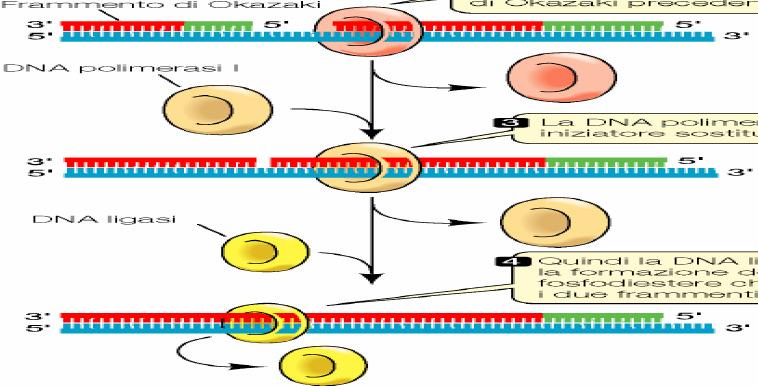 Il meccanismo della replicazione del DNA nucleare eucariotico rimozione dell RNA primer DNA Polimerasi ε Ligasi I