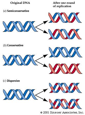 MODALITA DI REPLICAZIONE In teoria è ipotizzabile che il DNA possa duplicarsi con modalità: 1) semi-conservativa se alla generazione successiva passano due doppie eliche entrambi costituite da