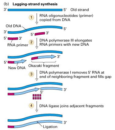 FRAMMENTI DI OKAZAKI Il terminale 3' del filamento guida (leading strand ) è sintetizzato in modo continuo, mentre il terminale 5' del filamento in ritardo (lagging strand) è sintetizzato in