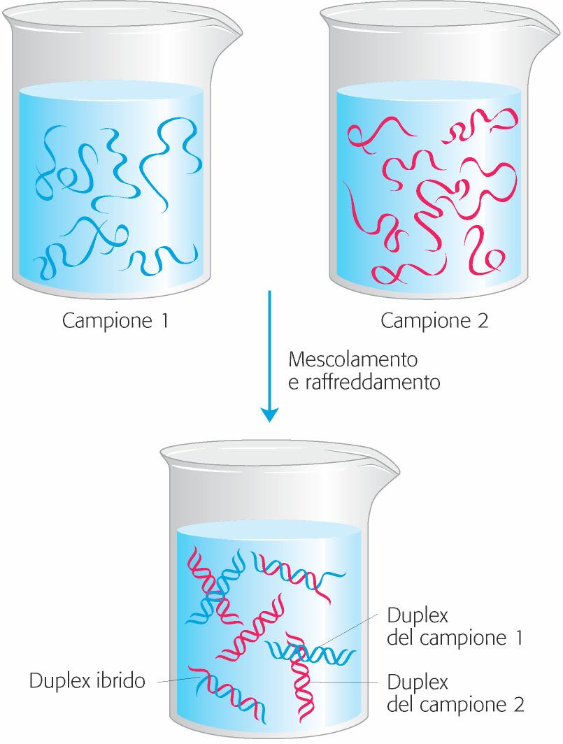 La capacità di riassociazione di filamenti polinucleotidici secondo la regola della complementarietà delle