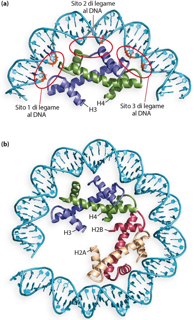 Le interazioni tra il core istonico e il DNA sono mediate da molti contatti indipendenti dalla seq. nucleotidica dimero H3.