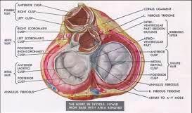 il sangue nell Aorta e nelle arterie polmonari.