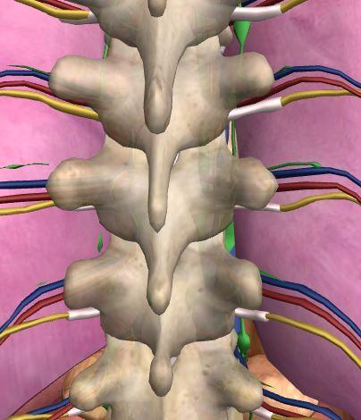 ARTICOLAZIONI SEMI-MOBILI Si trovano tra le vertebre consentono movimenti limitati