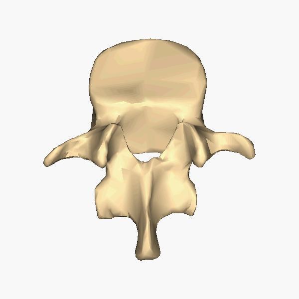 La vertebra è composta da un foro nella parte centrale,la sovrapposizione delle vertebre origina il canale vertebrale, le vertebre sono