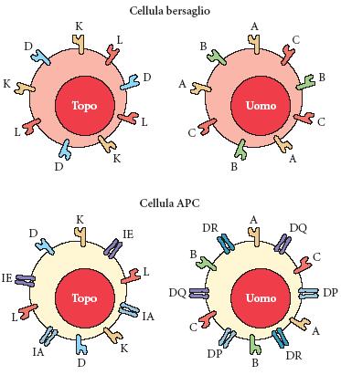 cellula con nucleo MHC classe I la cellule presentanti l'antigene PC anche MHC classe II Su Su tutte tutte le le cellule cellule Locus Locus,, B, B, C HL- HL-B