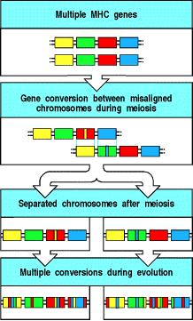 Meccanismi di conversione genica responsabili dell'alto polimorfismo: Conservazione della
