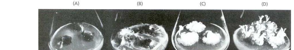 il rapporto auxina:citochinina regola la