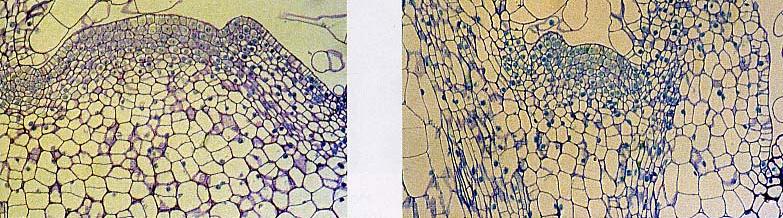 Le citochinine regolano la divisione cellulare nei germogli e nelle radici le