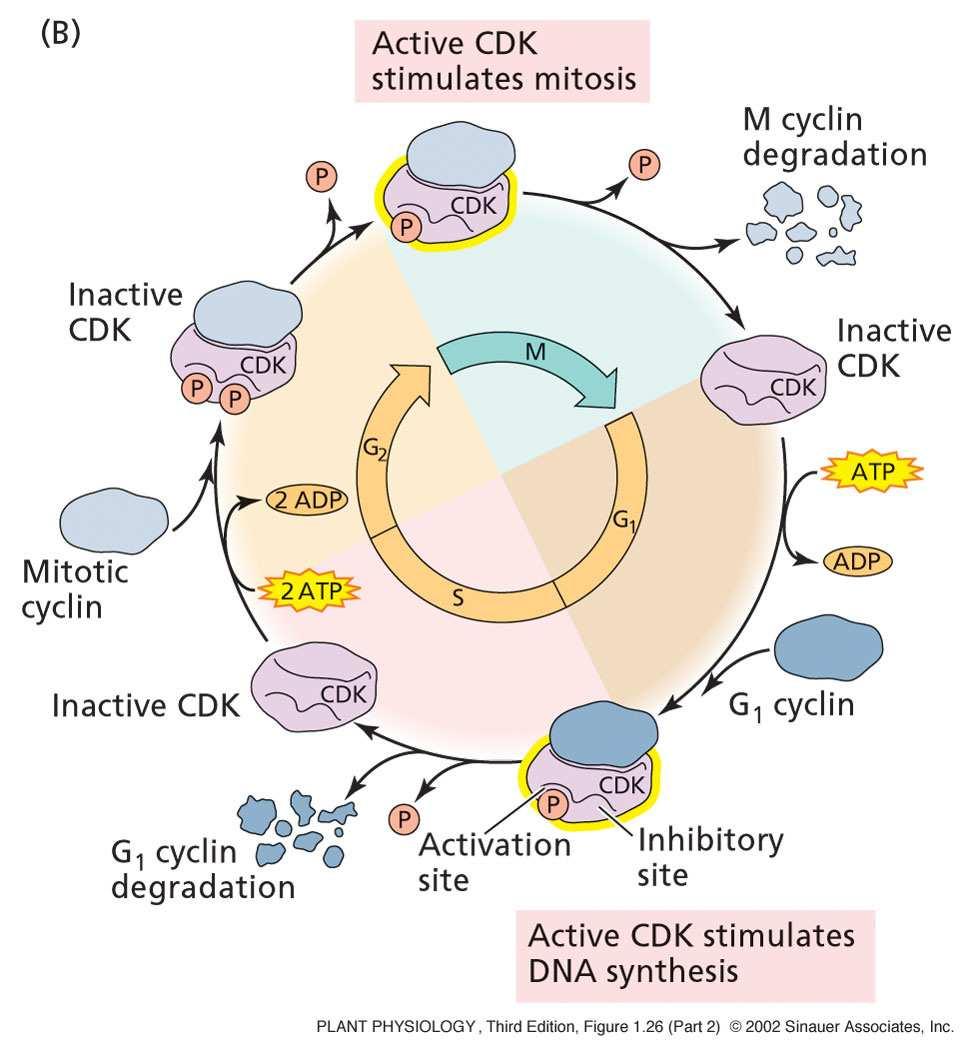 dependent protein kinase Cdc2