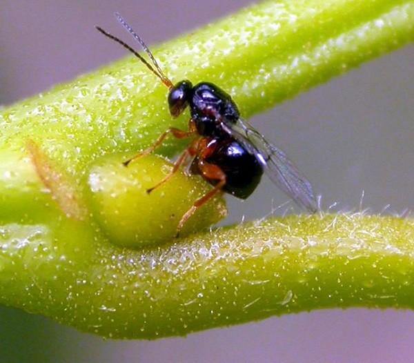 Fig. 1: femmina ovideponente di D. kuriphilus Questo insetto è considerato a livello mondiale tra i più dannosi per il castagno.