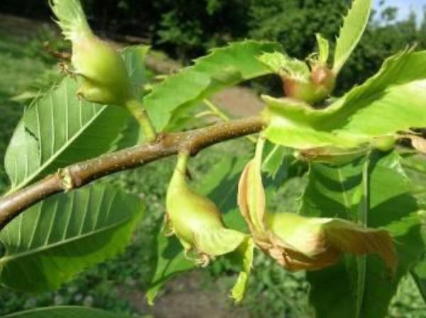 Fig. 3: Giovane rametto con galle Il grave danno che consegue all attacco è una diminuzione della crescita vegetativa e della produzione di frutto, con perdite che possono raggiungere il 60-80 %