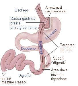 47, 2015 Ipotesi 3 : Midgut hypothesis >