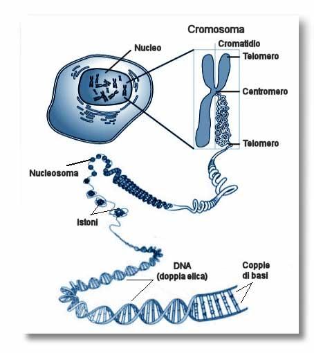 L organizzazione del genoma Dal nucleosoma al