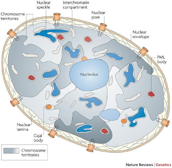 L organizzazione spaziale del nucleo Ciascun cromosoma occupa un suo specifico