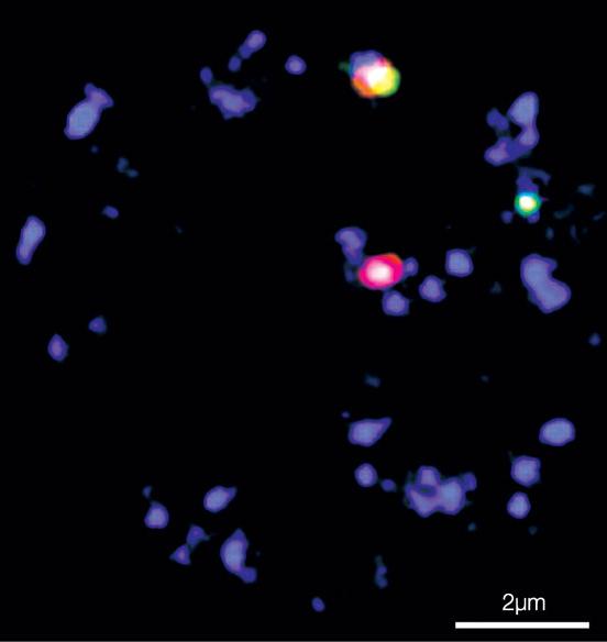 L organizzazione spaziale del nucleo In ciascuna trascription factory si raggruppano specifici complessi creando ambienti di