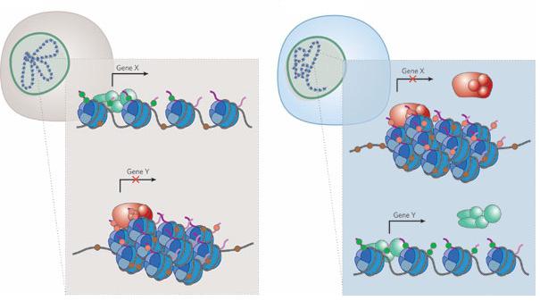 L organizzazione spaziale del nucleo La cromatina si riposiziona e nel contempo cambia stato di condensazione e di attività Nature 447,, 433-440 440 (24 May 2007) doi:10.