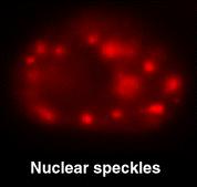 L organizzazione spaziale del nucleo Depositi dei fattori di