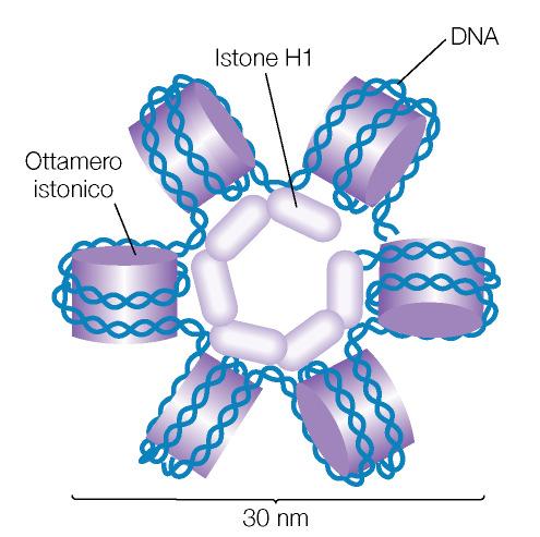 nucleosomi in un solenoide in cui i legami