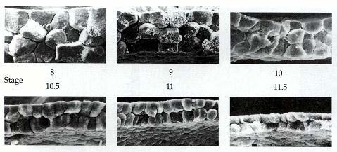 epibolia dell ectoderma presuntivo