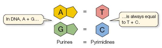 1951-52 Erwin Chargaff formula due regole: 1) Esiste un rapporto 1:1 tra le basi puriniche (A+G) e le