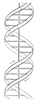 Watson e Crick costruirono diversi modelli di DNA, con cartone e fil di ferro, cercando di far combaciare tutte le informazioni che avevano a disposizione.