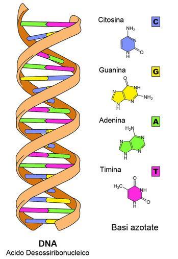 DNA... La