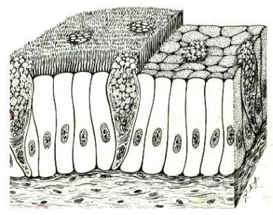 cilindrico semplice con cellule mucipare e ciglia vibratili; 7)E. pavimentoso stratificato non cheratinizzato; 8)E.