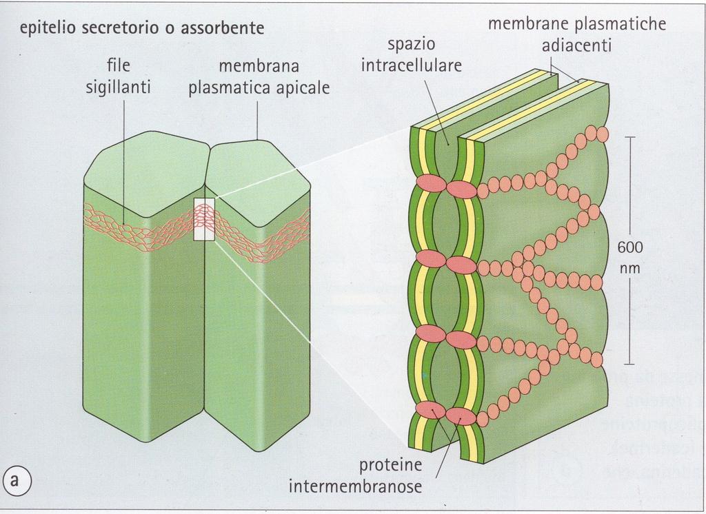 Le giunzioni occludenti Schema di una giunzione occludente: file di particelle globulari presenti sulle due membrane cellulari si fronteggiano e si fondono nello