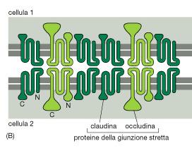 Le giunzioni occludenti Composizione molecolare Fig 4.