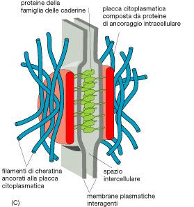 Le giunzioni ancoranti: desmosomi I desmosomi sono siti di ancoraggio a forma di